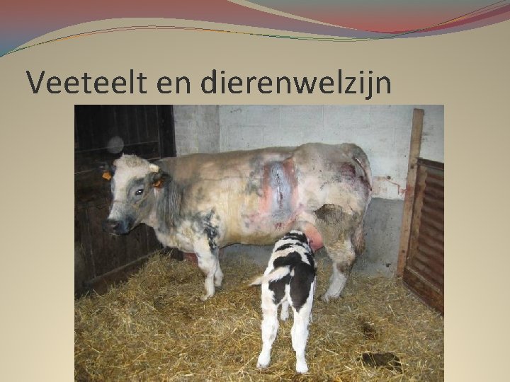 Veeteelt en dierenwelzijn 