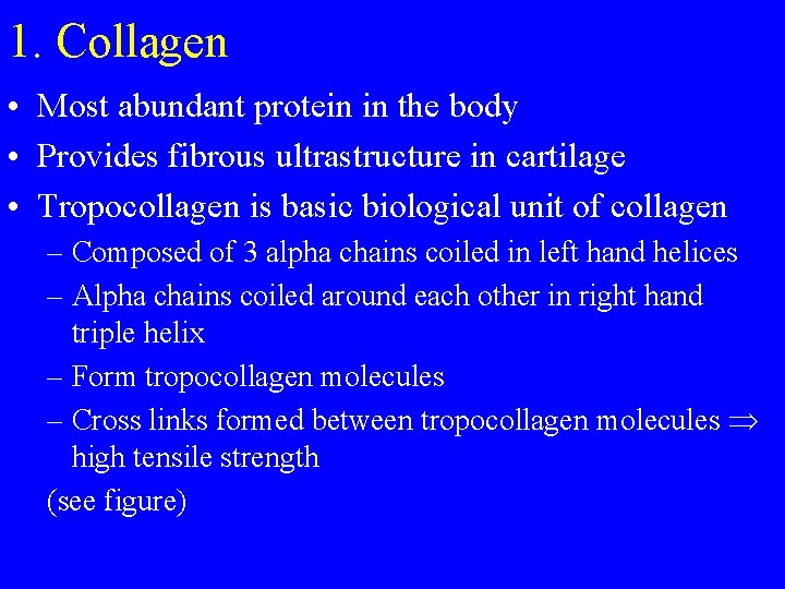 1. Collagen • Most abundant protein in the body • Provides fibrous ultrastructure in