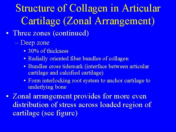 Structure of Collagen in Articular Cartilage (Zonal Arrangement) • Three zones (continued) – Deep