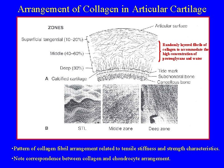 Arrangement of Collagen in Articular Cartilage Randomly layered fibrils of collagen to accommodate the