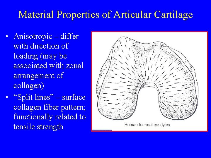 Material Properties of Articular Cartilage • Anisotropic – differ with direction of loading (may