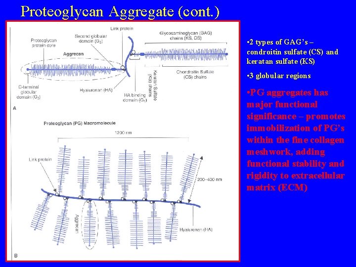 Proteoglycan Aggregate (cont. ) • 2 types of GAG’s – condroitin sulfate (CS) and