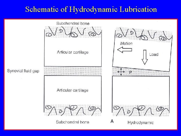 Schematic of Hydrodynamic Lubrication 