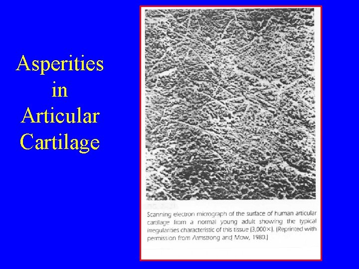 Asperities in Articular Cartilage 