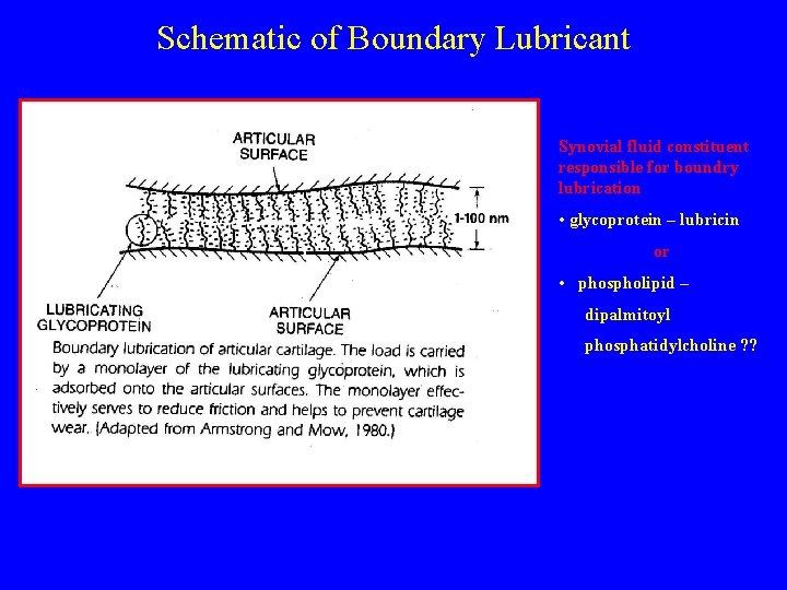 Schematic of Boundary Lubricant Synovial fluid constituent responsible for boundry lubrication • glycoprotein –