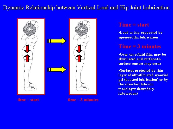 Dynamic Relationship between Vertical Load and Hip Joint Lubrication Time = start • Load