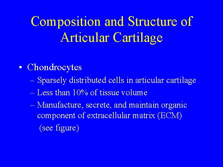 Composition and Structure of Articular Cartilage • Chondrocytes – Sparsely distributed cells in articular