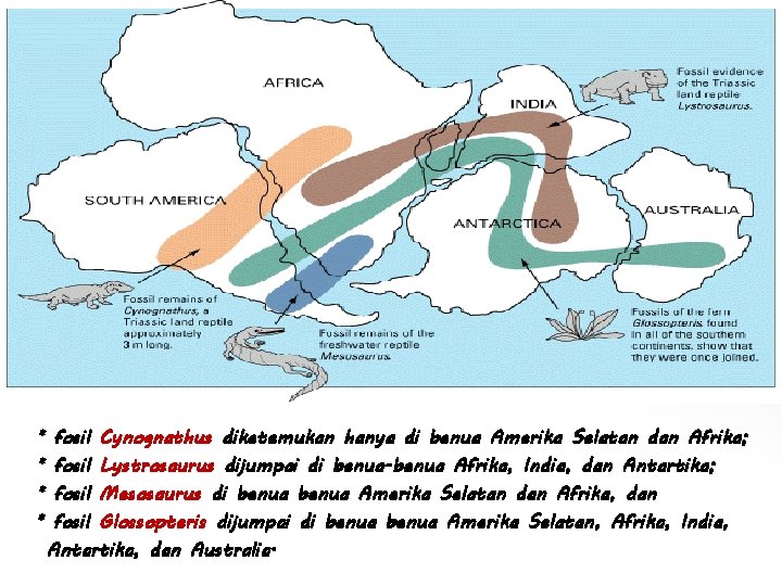 * * fosil Cynognathus diketemukan hanya di benua Amerika Selatan dan Afrika; fosil Lystrosaurus