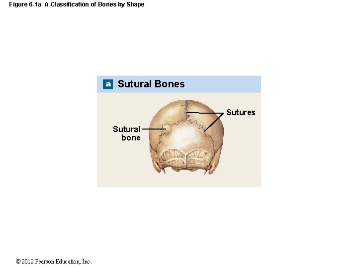 Figure 6 -1 a A Classification of Bones by Shape Sutural Bones Sutural bone