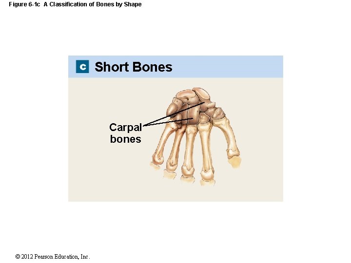 Figure 6 -1 c A Classification of Bones by Shape Short Bones Carpal bones