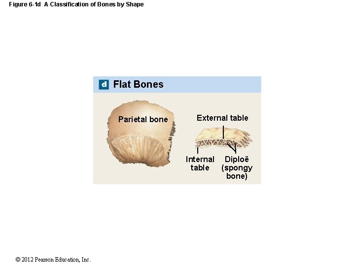 Figure 6 -1 d A Classification of Bones by Shape Flat Bones Parietal bone