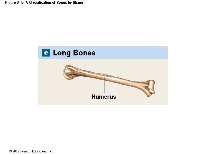 Figure 6 -1 e A Classification of Bones by Shape Long Bones Humerus ©