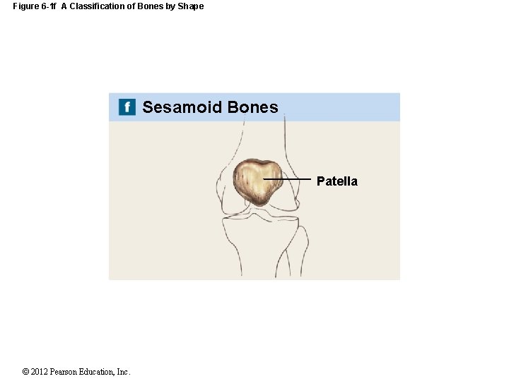 Figure 6 -1 f A Classification of Bones by Shape Sesamoid Bones Patella ©