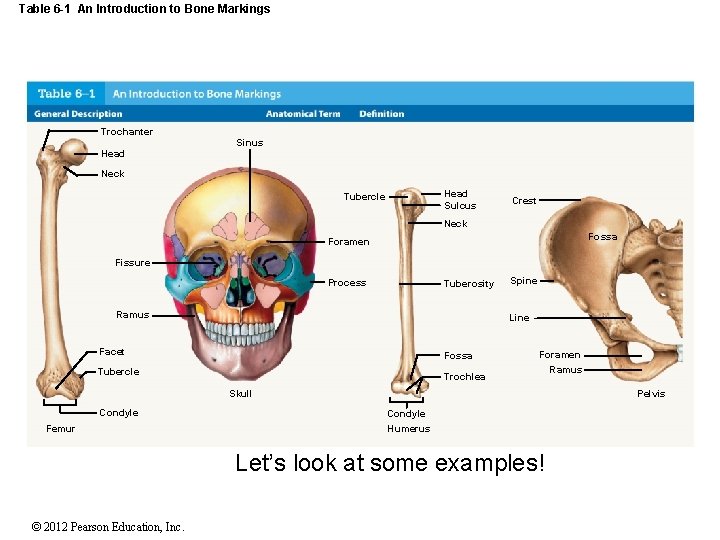 Table 6 -1 An Introduction to Bone Markings Trochanter Sinus Head Neck Head Sulcus