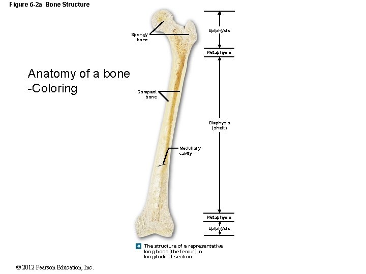 Figure 6 -2 a Bone Structure Epiphysis Spongy bone Metaphysis Anatomy of a bone