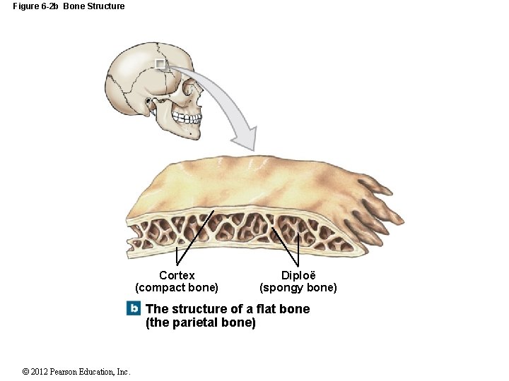 Figure 6 -2 b Bone Structure Cortex (compact bone) Diploë (spongy bone) The structure