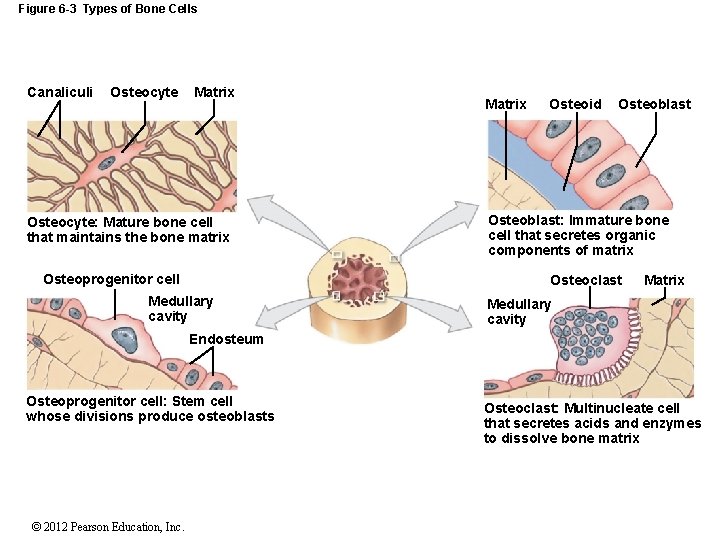 Figure 6 -3 Types of Bone Cells Canaliculi Osteocyte Matrix Osteocyte: Mature bone cell