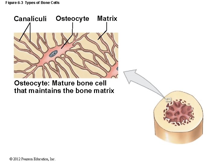 Figure 6 -3 Types of Bone Cells Canaliculi Osteocyte Matrix Osteocyte: Mature bone cell
