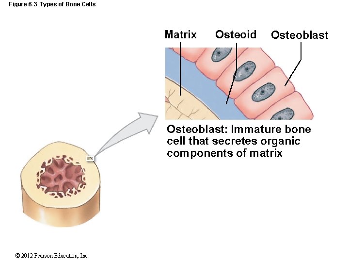 Figure 6 -3 Types of Bone Cells Matrix Osteoid Osteoblast: Immature bone cell that