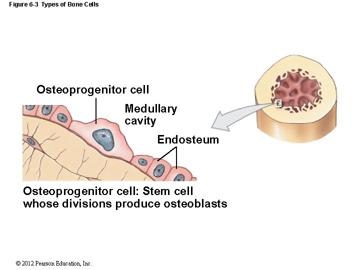 Figure 6 -3 Types of Bone Cells Osteoprogenitor cell Medullary cavity Endosteum Osteoprogenitor cell: