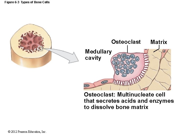 Figure 6 -3 Types of Bone Cells Osteoclast Matrix Medullary cavity Osteoclast: Multinucleate cell