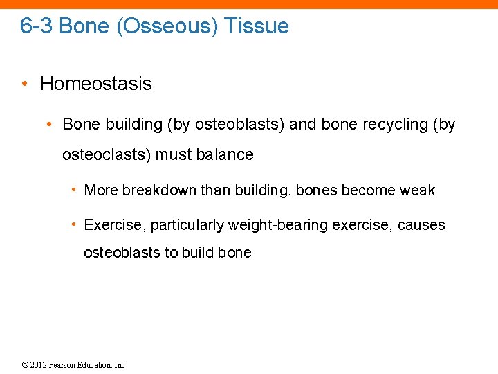 6 -3 Bone (Osseous) Tissue • Homeostasis • Bone building (by osteoblasts) and bone