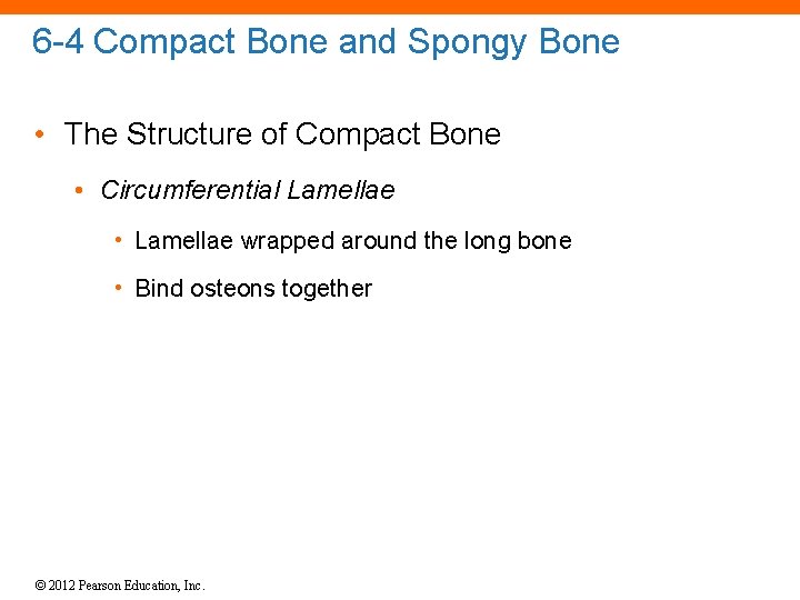 6 -4 Compact Bone and Spongy Bone • The Structure of Compact Bone •