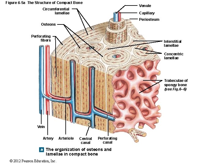 Figure 6 -5 a The Structure of Compact Bone Venule Circumferential lamellae Capillary Periosteum