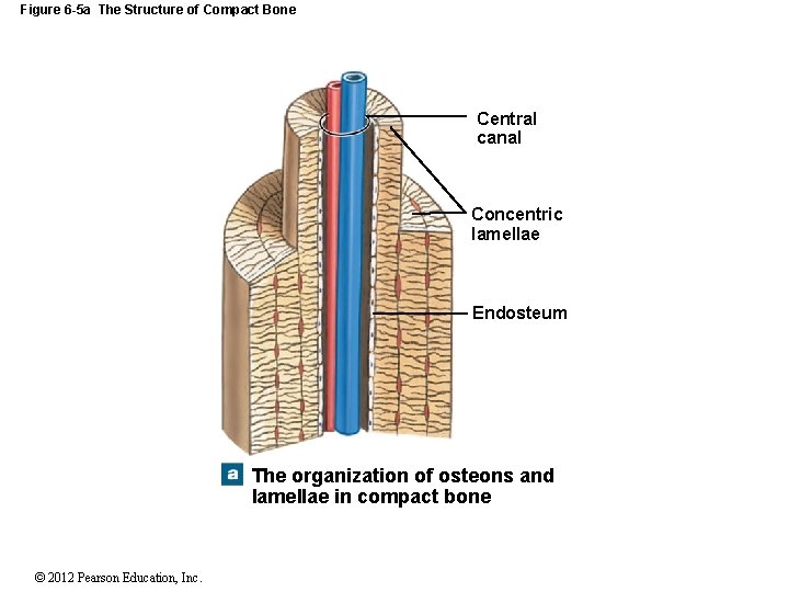 Figure 6 -5 a The Structure of Compact Bone Central canal Concentric lamellae Endosteum