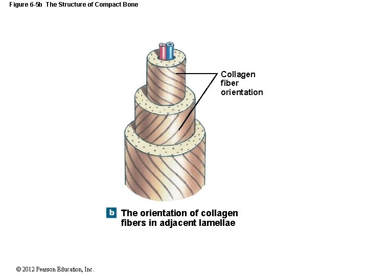 Figure 6 -5 b The Structure of Compact Bone Collagen fiber orientation The orientation