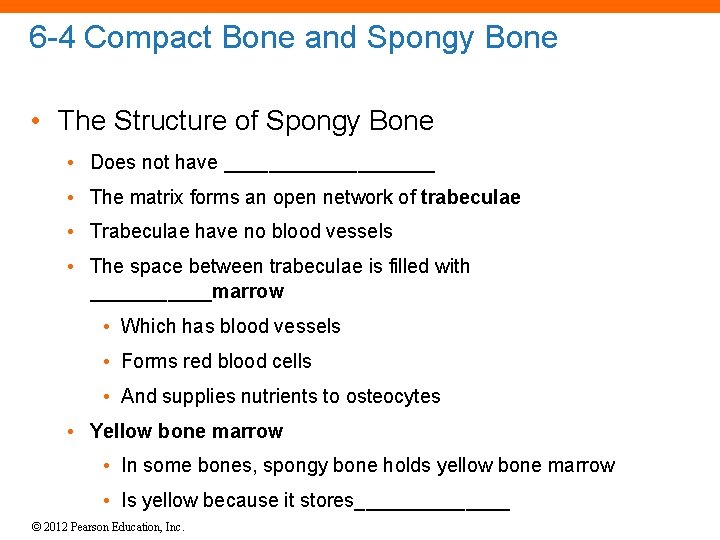 6 -4 Compact Bone and Spongy Bone • The Structure of Spongy Bone •