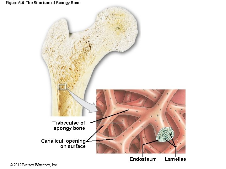 Figure 6 -6 The Structure of Spongy Bone Trabeculae of spongy bone Canaliculi opening