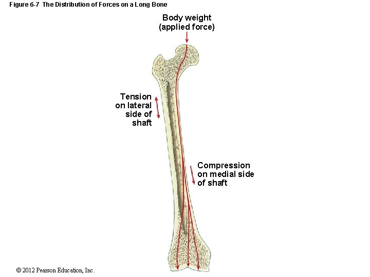 Figure 6 -7 The Distribution of Forces on a Long Bone Body weight (applied