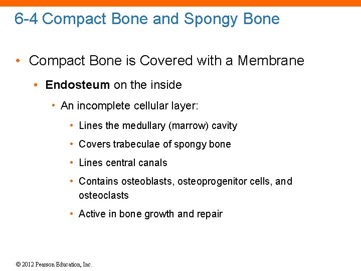 6 -4 Compact Bone and Spongy Bone • Compact Bone is Covered with a