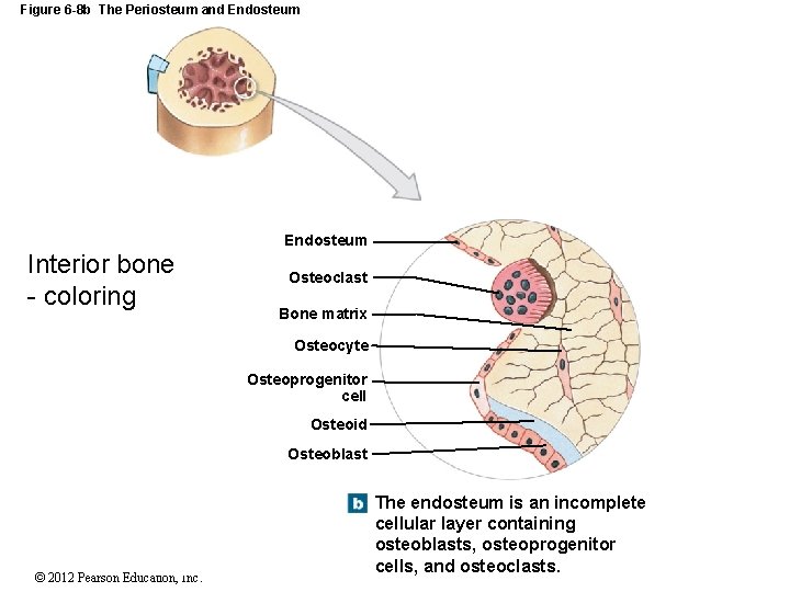 Figure 6 -8 b The Periosteum and Endosteum Interior bone - coloring Endosteum Osteoclast