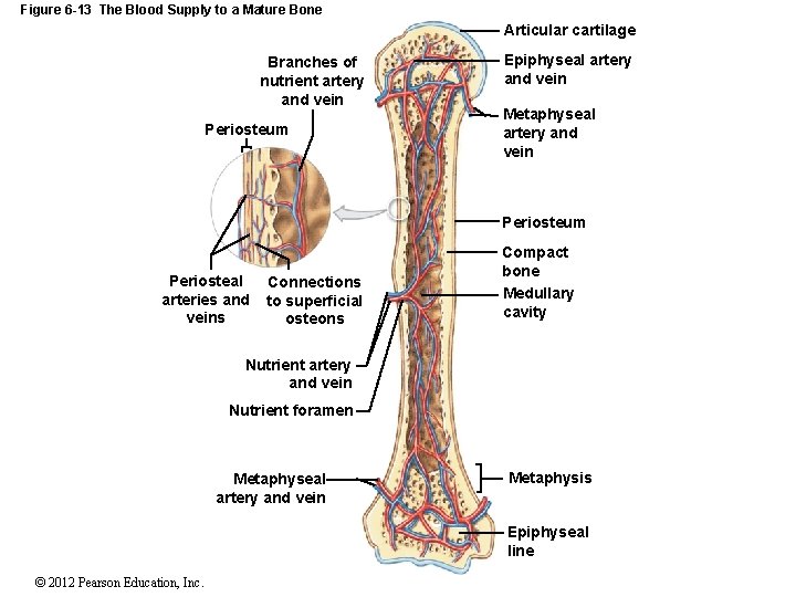 Figure 6 -13 The Blood Supply to a Mature Bone Articular cartilage Branches of