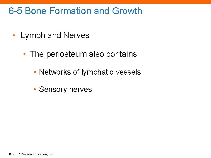6 -5 Bone Formation and Growth • Lymph and Nerves • The periosteum also