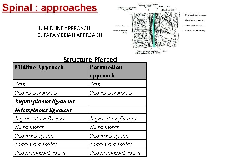 Spinal : approaches 1. MIDLINE APPROACH 2. PARAMEDIAN APPROACH Structure Pierced Midline Approach Skin