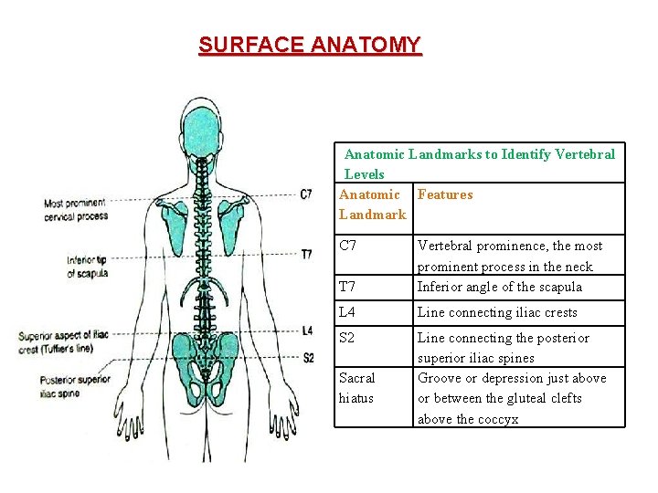 SURFACE ANATOMY Anatomic Landmarks to Identify Vertebral Levels Anatomic Features Landmark C 7 T