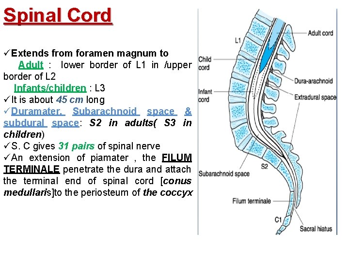 Spinal Cord üExtends from foramen magnum to Adult : lower border of L 1