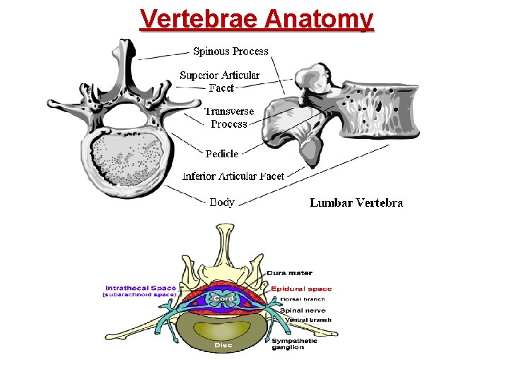 Vertebrae Anatomy 