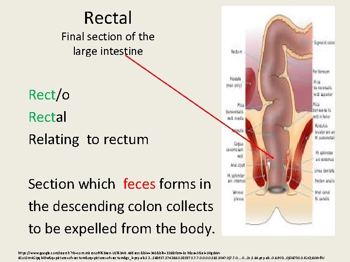 Rectal Final section of the large intestine Rect/o Rectal Relating to rectum Section which