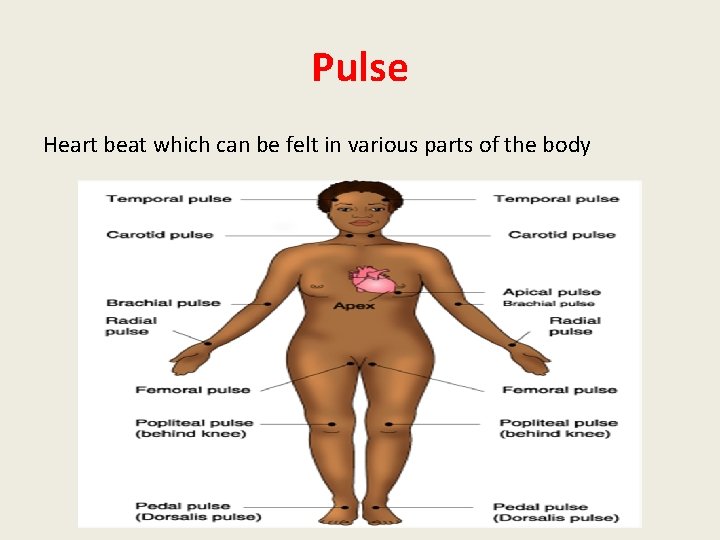 Pulse Heart beat which can be felt in various parts of the body 