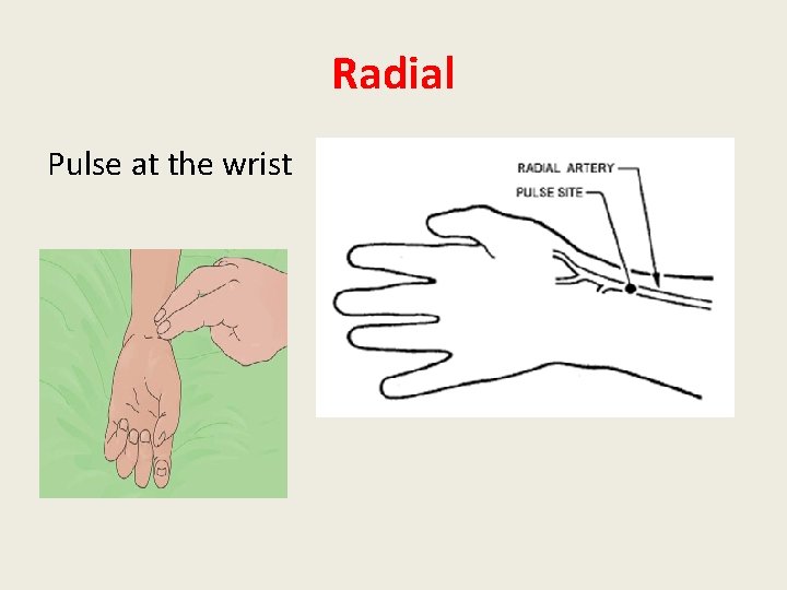 Radial Pulse at the wrist 