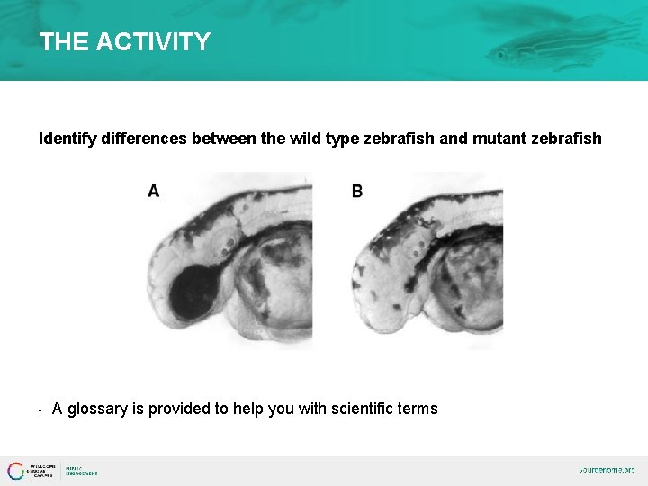 THE ACTIVITY Identify differences between the wild type zebrafish and mutant zebrafish - A