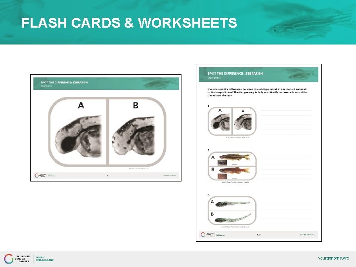 FLASH CARDS & WORKSHEETS 
