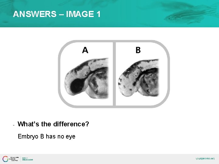 ANSWERS – IMAGE 1 - What’s the difference? Embryo B has no eye 