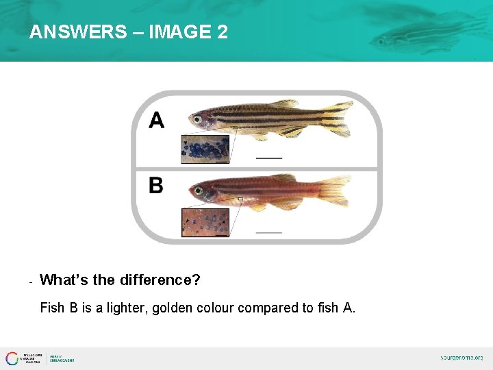 ANSWERS – IMAGE 2 - What’s the difference? Fish B is a lighter, golden