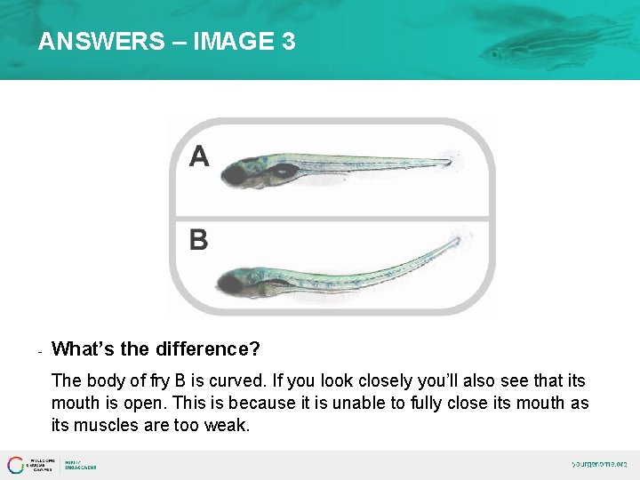 ANSWERS – IMAGE 3 - What’s the difference? The body of fry B is