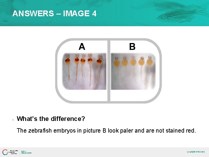 ANSWERS – IMAGE 4 - What’s the difference? The zebrafish embryos in picture B
